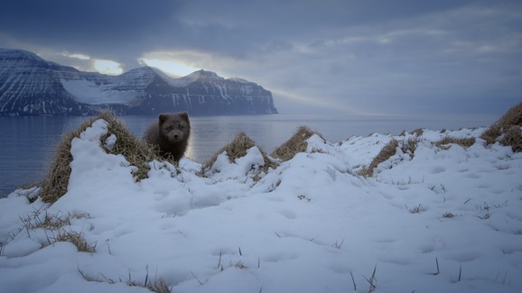 BetterAdrena – Náðu í þennan forritsauka á 🦊 Firefox (is)